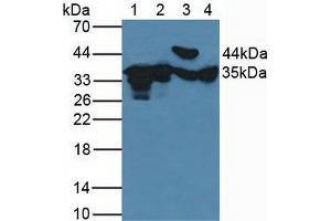 Figure. (FN3K antibody  (AA 1-309))
