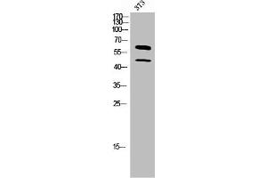 Western Blot analysis of 3T3 cells using M-CSF Polyclonal Antibody (M-CSF/CSF1 antibody  (C-Term))