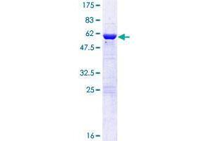 CHMP5 Protein (AA 1-219) (GST tag)