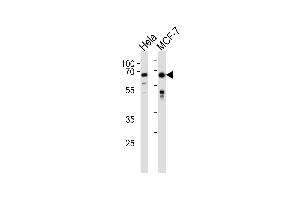 FOXO3 Antibody (N-term) (ABIN657229 and ABIN2846331) western blot analysis in Hela,MCF-7 cell line lysates (35 μg/lane).