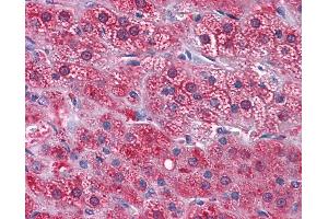 Anti-GPN1 / XAB1 antibody IHC of human adrenal. (GPN1 antibody  (AA 9-119))