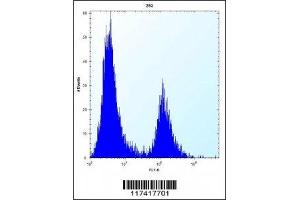 IRF4 antibody flow cytometric analysis of 293 cells (right histogram) compared to a negative control (left histogram). (IRF4 antibody  (AA 164-191))