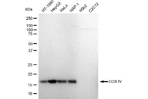 Western blotting analysis using COX IV antibody (ABIN7798247).
