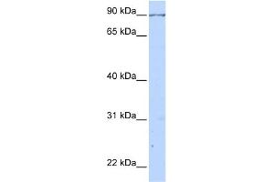 WB Suggested Anti-CALD1 Antibody Titration:  0. (Caldesmon antibody  (C-Term))