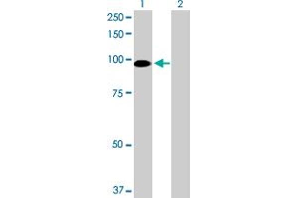 GOLGA5 antibody  (AA 1-731)