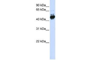Western Blotting (WB) image for anti-Transcription Factor AP-2 beta (Activating Enhancer Binding Protein 2 Beta) (TFAP2B) antibody (ABIN2459994) (TFAP2B antibody)