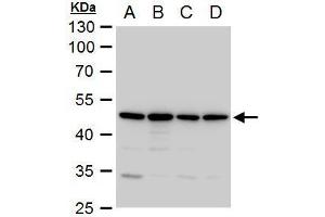 WB Image Annexin VII antibody detects Annexin VII protein by western blot analysis. (Annexin VII antibody)
