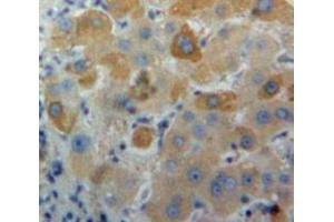 Used in DAB staining on fromalin fixed paraffin-embedded Liver tissue (LTA antibody  (AA 36-205))