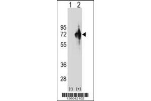 Western blot analysis of KLHDC4 using rabbit polyclonal KLHDC4 Antibody using 293 cell lysates (2 ug/lane) either nontransfected (Lane 1) or transiently transfected (Lane 2) with the KLHDC4 gene. (KLHDC4 antibody  (AA 237-265))