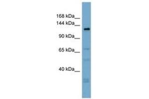 Image no. 1 for anti-Anoctamin 3 (ANO3) (AA 719-768) antibody (ABIN6742040)