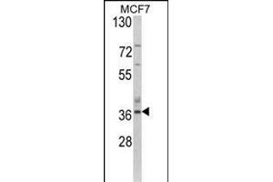 Western blot analysis of AS Antibody (N-term) (ABIN390843 and ABIN2841069) in MCF7 cell line lysates (35 μg/lane). (ASPA antibody  (N-Term))