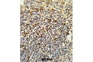 Immunohistochemistry (IHC) image for anti-G Patch Domain and Ankyrin Repeats 1 (GPANK1) antibody (ABIN3003885) (BAT4 antibody)