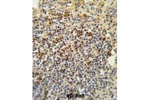 Immunohistochemistry (IHC) image for anti-G Patch Domain and Ankyrin Repeats 1 (GPANK1) antibody (ABIN3003885)