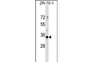 OR51G1 Antibody (C-term) (ABIN1537059 and ABIN2849831) western blot analysis in ZR-75-1 cell line lysates (35 μg/lane).