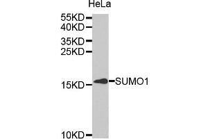Western blot analysis of extracts of HeLa cell line, using SUMO1 antibody. (SUMO1 antibody)