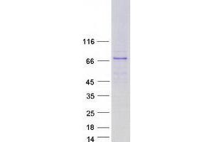 Validation with Western Blot (GBP7 Protein (Myc-DYKDDDDK Tag))