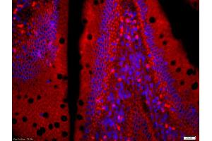 Formalin-fixed and paraffin embedded mouse intestine labeled with Anti-LZTFL1 Polyclonal Antibody, Unconjugated (ABIN755407) at 1:200 followed by conjugation to the secondary antibody Goat Anti-Rabbit IgG, AF555 conjugated used at 1:200 dilution for 40 minutes at 37°C and DAPI staining (LZTFL1 antibody  (AA 101-200))