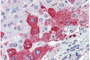 Anti-KIAA1324 antibody  ABIN960789 IHC staining of human liver.