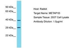 Image no. 1 for anti-Methionyl Aminopeptidase Type 1D (Mitochondrial) (METAP1D) (AA 23-72) antibody (ABIN6750784)
