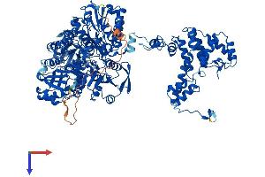 ACLY Protein (AA 1-1091) (His tag)