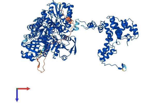 ACLY Protein (AA 1-1091) (His tag)