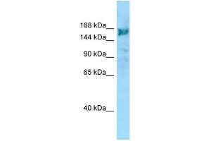 WB Suggested Anti-ARHGEF10 Antibody Titration: 1. (ARHGEF10 antibody  (C-Term))