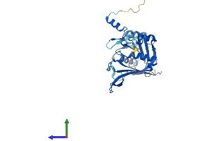 AlphaFold protein structure predicition of Mouse Recombinant Rpf2 Protein, UniprotID Q9JJ80 (RPF2 Protein (AA 1-306) (His tag))