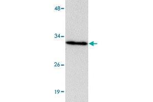 Western blot analysis of HAAO in mouse liver tissue lysate with HAAO polyclonal antibody  at 1 ug/mL . (HAAO antibody  (N-Term))