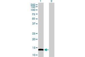 Western Blot analysis of FABP4 expression in transfected 293T cell line by FABP4 MaxPab polyclonal antibody. (FABP4 antibody  (AA 1-132))