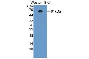 Western blot analysis of the recombinant protein. (PTBP1 antibody  (AA 1-531))