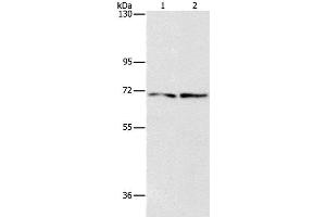 Western Blot analysis of HepG2 and 293T cell using IFT74 Polyclonal Antibody at dilution of 1:1400 (IFT74 antibody)
