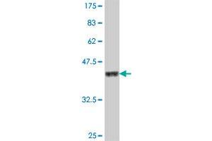Western Blot detection against Immunogen (37. (FBXO33 antibody  (AA 197-296))