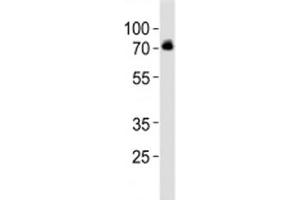 Western blot analysis of lysate from SH-SY5Y cell line using DBH antibody at 1:1000. (DBH antibody  (AA 199-232))