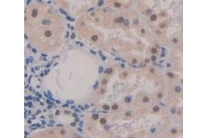 Figure. (NKRF antibody  (AA 1-296))