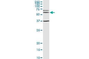 Immunoprecipitation of CDC14B transfected lysate using anti-CDC14B MaxPab rabbit polyclonal antibody and Protein A Magnetic Bead , and immunoblotted with CDC14B purified MaxPab mouse polyclonal antibody (B01P) . (CDC14B antibody  (AA 1-471))