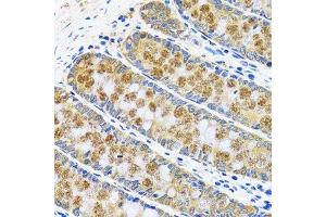 Immunohistochemistry of paraffin-embedded human colon using GOT1 antibody.