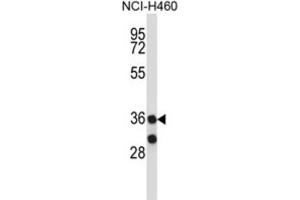 Western Blotting (WB) image for anti-Membrane-Associated Ring Finger (C3HC4) 11 (MARCH11) antibody (ABIN2997555)