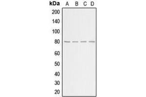 Western blot analysis of GRK2 expression in HeLa (A), HEK293T (B), NIH3T3 (C), H9C2 (D) whole cell lysates. (GRK2 antibody  (C-Term))