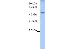 Western Blotting (WB) image for anti-PHD Finger Protein 17 (PHF17) antibody (ABIN2458112) (PHF17 antibody)