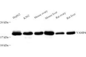 VAMP4 antibody