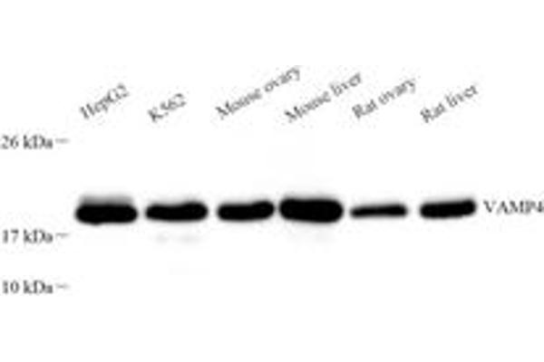 VAMP4 antibody