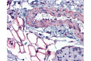 Anti-PTRF antibody IHC of mouse vessel and adipocytes. (PTRF antibody  (AA 177-226))