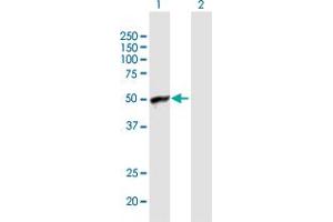 Western Blot analysis of ARFIP1 expression in transfected 293T cell line by ARFIP1 MaxPab polyclonal antibody. (ARFIP1 antibody  (AA 1-373))