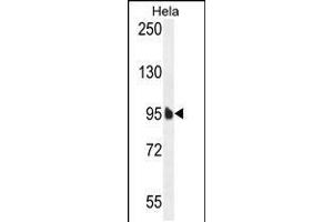 Western blot analysis in Hela cell line lysates (35ug/lane). (EFTUD1 antibody  (C-Term))
