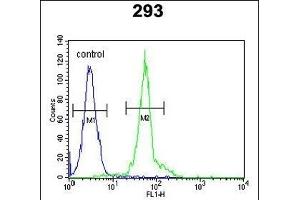 IF Antibody (N-term) (ABIN651581 and ABIN2840310) flow cytometric analysis of 293 cells (right histogram) compared to a negative control cell (left histogram). (IFT172 antibody  (N-Term))