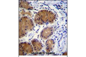 MORN5 Antibody (C-term) (ABIN656139 and ABIN2845478) immunohistochemistry analysis in formalin fixed and paraffin embedded human stomach tissue followed by peroxidase conjugation of the secondary antibody and DAB staining. (MORN5 antibody  (C-Term))