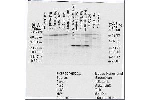 Western Blot analysis of Rat Brain, Heart, Kidney, Liver, Pancreas, Skeletal muscle, Spleen, Testes, Thymus cell lysates showing detection of FKBP52 protein using Mouse Anti-FKBP52 Monoclonal Antibody, Clone Hi52C . (FKBP4 antibody  (Biotin))