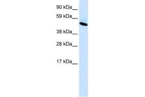 Western Blotting (WB) image for anti-Insulinoma-Associated 1 (INSM1) antibody (ABIN2460531) (INSM1 antibody)