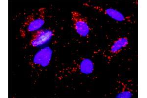 Proximity Ligation Analysis of protein-protein interactions between FGFR2 and FGF8. (FGF8 antibody  (AA 65-133))