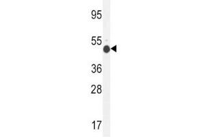 GCNT2 antibody western blot analysis in mouse kidney tissue lysate (GCNT2 antibody  (AA 364-391))
